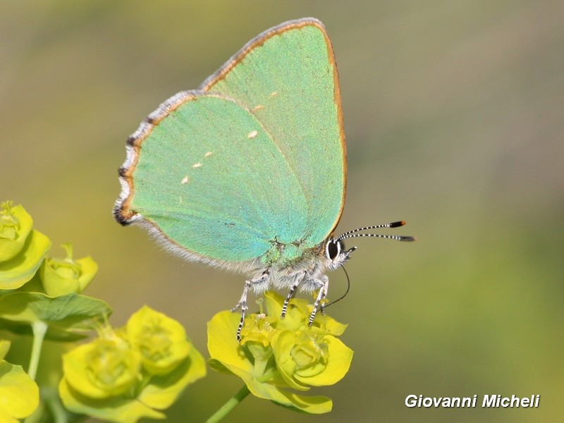 Callophrys rubi